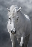 Fototapeta Konie - White arabian horse portrait