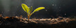 A seedling sprout with water drops growing in soil with sunshine, close up. Banner with copy space. World Soil Day concept