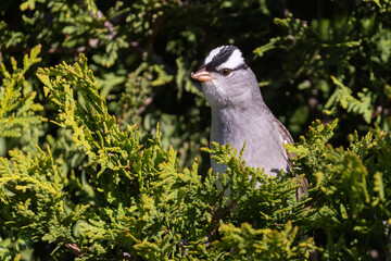 Wall Mural - Male white-crowned sparrow (Zonotrichia leucophrys) in spring