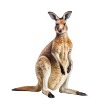 Kangaroo With Baby