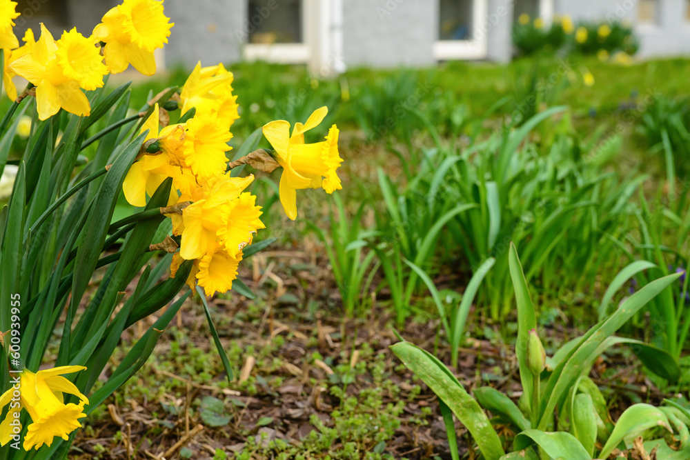 Yellow daffodil flowers blooming on spring day, closeup