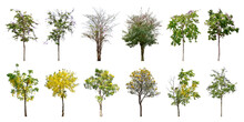 Collection Trees And Bonsai Green Leaves. Total 12 Trees.  (png) The Ratchaphruek Tree Is Blooming Bright Yellow And Purple (violet).	