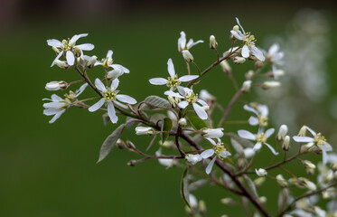 Wall Mural - Close up texture background of serviceberry tree (amelanchier arborea) branches with newly opening flower buds and leaves in spring