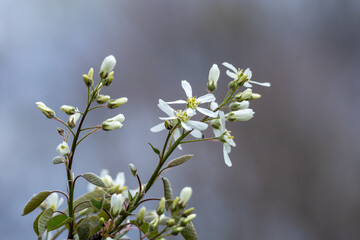 Wall Mural - Close up texture background of serviceberry tree (amelanchier arborea) branches with newly opening flower buds and leaves in spring