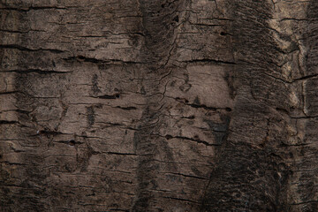 Wall Mural - bark of a tree