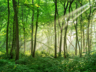 Wall Mural - Dense Natural Forest of Beech and Oak Trees with Sunbeams through Morning Fog