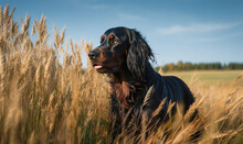 Photo Of Gordon Setter, Majestic And Alert, Standing In A Field Of Tall Grasses With A Backdrop Of Rolling Hills And A Clear Blue Sky Highlighting The Beauty And Elegance Of The Dog. Generative AI