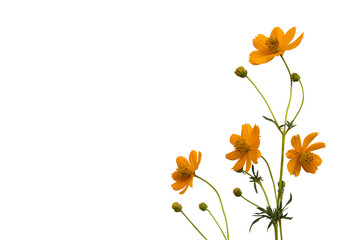 Wall Mural - orange flowers cosmos arrangement flat lay postcard style 