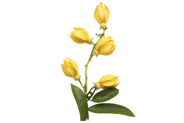 Wall Mural - yellow flowers ylang ylang local flora of asia arrangement flat lay postcard style 