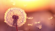 Super Slow Motion Of Bloomed Dandelion With Flying Seeds In Sunset. Filmed On High Speed Cinema Camera, 1000 Fps. Beautiful Moody Soft Sunset Light.