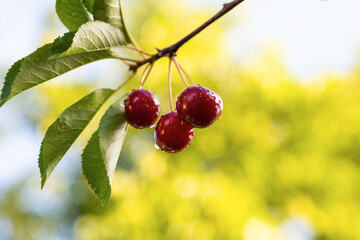 Wall Mural - Detail of ripe red sour cherries on tree