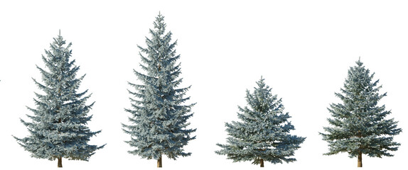 Picea pungens colorado blue spruce evergreen pinaceae needled tree isolated png on a transparent background premium cutout 