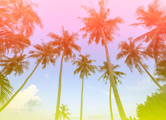 Wall Mural - Summer with colorful theme as palm trees background as texture frame background