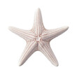 white starfish isolated on transparent background