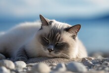 Medium Shot Portrait Photography Of A Tired Neva Masquerade Cat Back-arching Against A Beach Background. With Generative AI Technology
