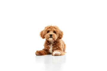 Wall Mural - Shot of Maltipoo with big kind eyes and brown fur posing isolated over white studio background. Close up. Toy curly dog