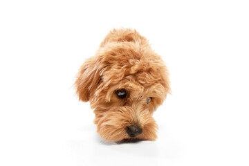 Wall Mural - Shot of Maltipoo with big kind eyes and brown fur posing isolated over white studio background. Close up. Curly dog