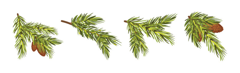  Coniferous Pine Green Branch and Twig with Needles and Cone Vector Set