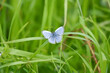 シジミチョウA bright blue butterfly flying through the grass