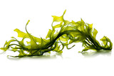 Fototapeta  - Kelp seaweed or kelp seedling, highlighted on a white background. Generative AI illustration