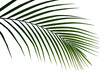 Liść palmy- Areca