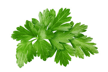 Wall Mural - parsley isolated on white background, full depth of field