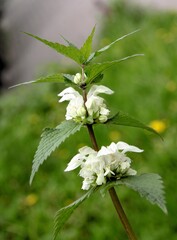 Wall Mural - white flowers of dead nettle herb close up