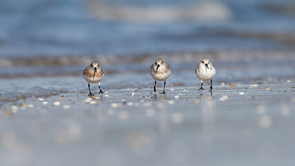 Wall Mural - Three sanderlings (Calidris alba) running along the shore, Fife, Scotland