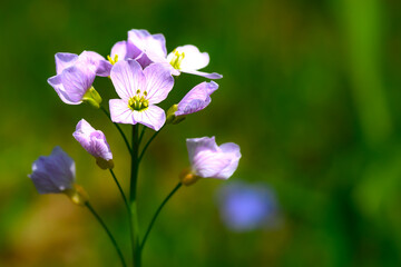 Wall Mural - what i believe to be, a cuckooflower, growing this spring in our yard in windsor in upstate ny. pink