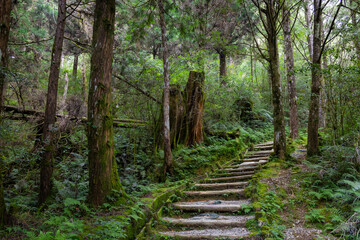 Poster - Hiking trail in the forest