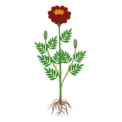 Wall Mural - marigold plant with roots on a white background.