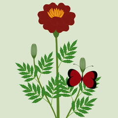 Wall Mural - marigold flower with leaves and a butterfly on a green background.