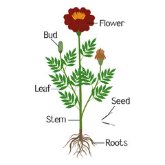 Wall Mural - parts of a marigold plant on a white background.