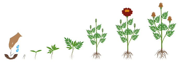 Wall Mural - Cycle of growth of a marigold plant plant isolated on a white background.
