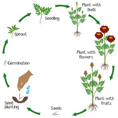 Wall Mural - Life cycle of marigold plant on a white background.