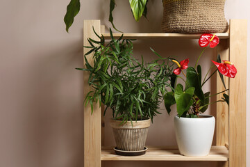 Beautiful houseplants in pots on wooden rack near beige wall, space for text. House decor