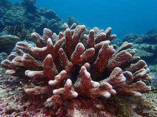 Underwater landscape. Detached coral bush underwater on a sandy bottom. Coral reef area.