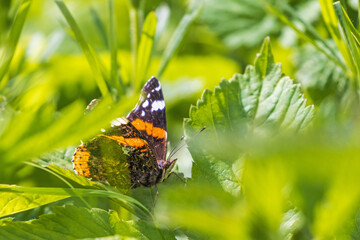 Poster - Close up at a Red admiral butterfly in the green