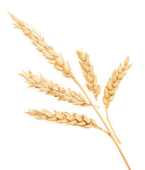 Wall Mural - Wheat on white