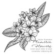 Vector illustration of plumeria flowers in engraving style