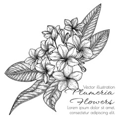 Vector illustration of plumeria flowers in engraving style