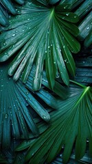 Poster - A lush and tropical rainforest background with water droplets on green turquoise palm leaves.
