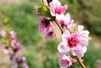 Wall Mural - background of spring blossom tree. selective focus