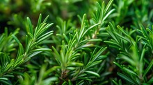 Background Of Green Fresh Rosemary Herb Bunches. AI Generated