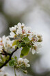 Kwitnące drzewa wiosną, czereśnie, wiśnie, kwiaty czereśni, białe kwiaty na drzewach, pąki, natura