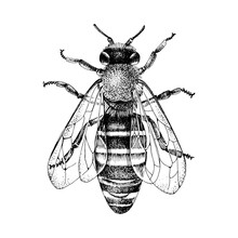 Monochrome Vector Illustration Of Front View Bee