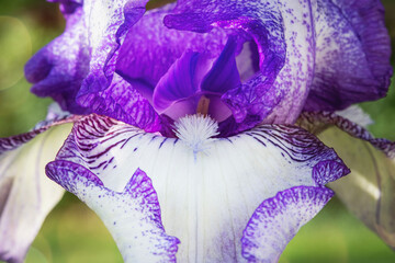 Wall Mural - macro closeup of the beard on an iris bloom