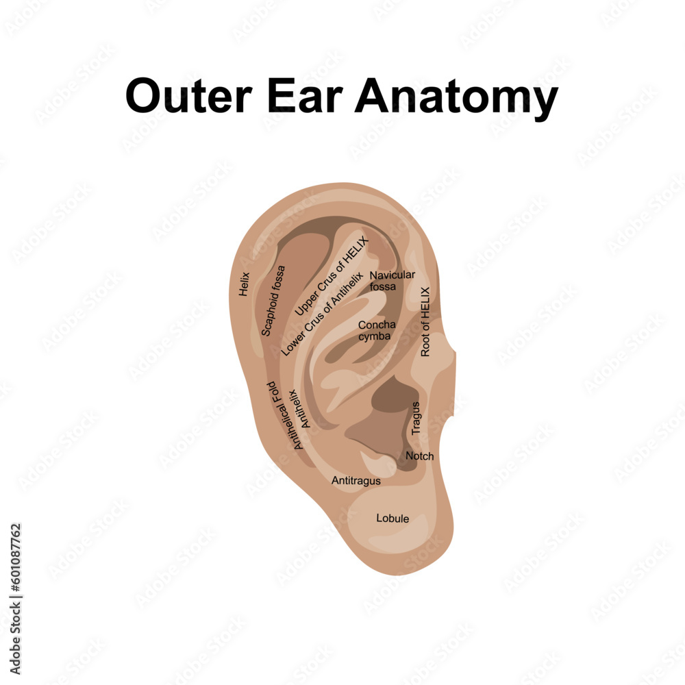 The Anatomy of external Ear vector illustration.Ear anatomy-Outer ear ...