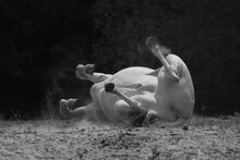Young Horse Rolling In Dirt For Summer Dust Bath In Black And White, Animal Behavior For Insect Control.