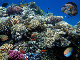 Sticker - School of beautiful fish on soft and hard coral in shallow water of the Red Sea